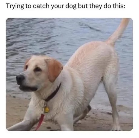 Trying to catch your dog be like: 'Catch me if you can!' - meme