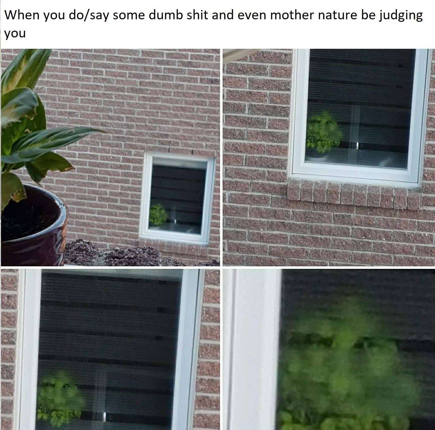 Disappointed plant - meme