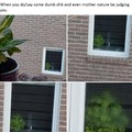 Disappointed plant