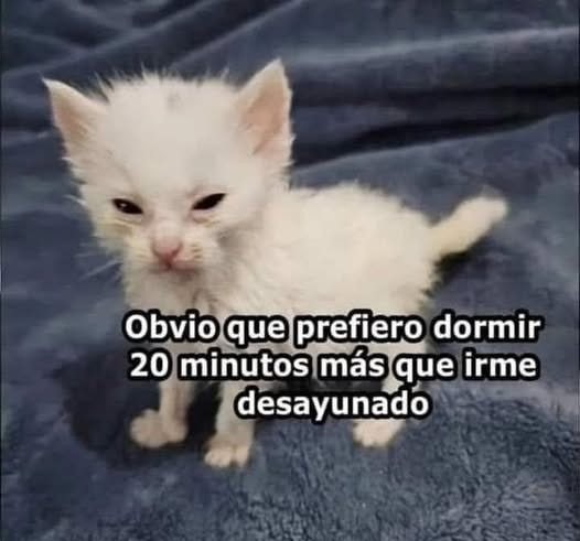 prefiero dormir antes que desayunar - meme