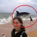 el tiburon se la llevó?
