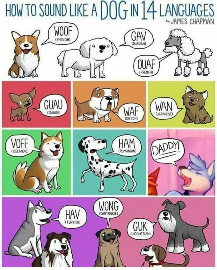 Dog languages - meme