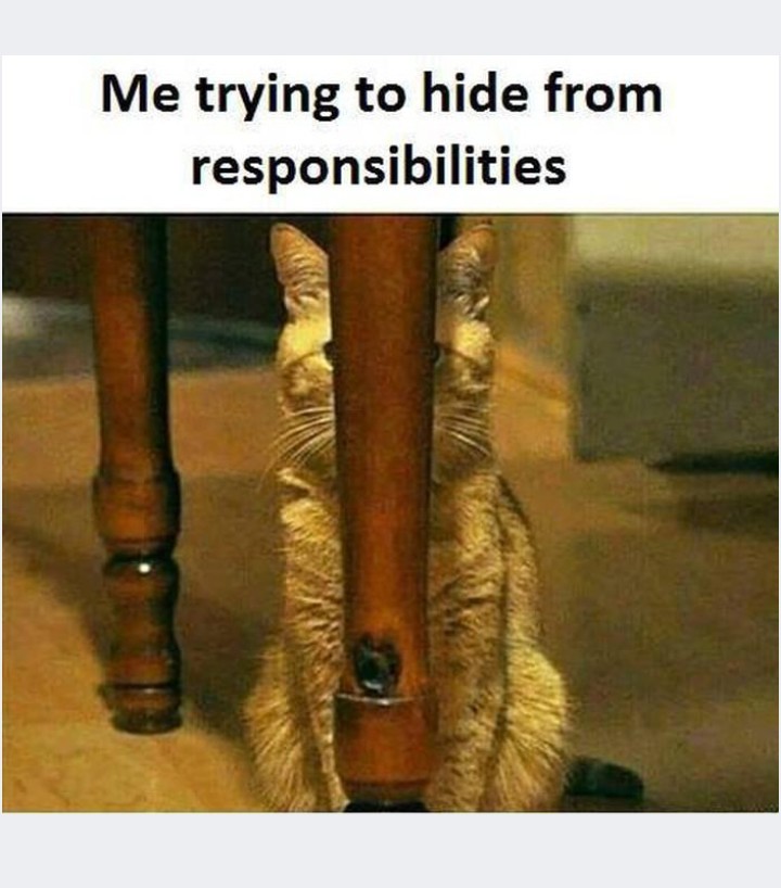 Gotta hide..... - meme