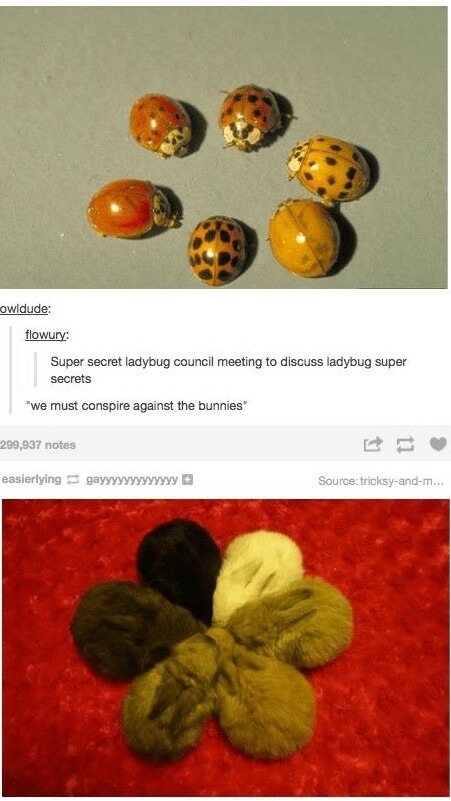 Bunnies agenda: The ladybugs are on to us - meme