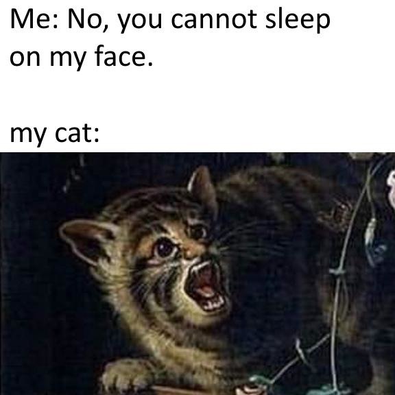 Cats being cats - meme