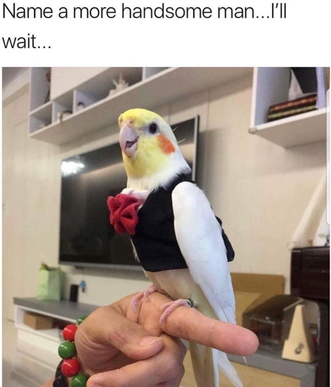 My cockatiel is more handsome - meme