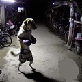 commented item thumbnail