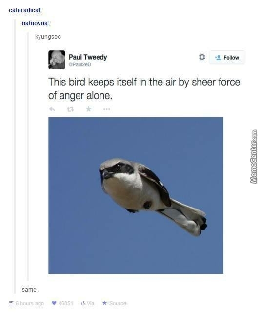 Dongs in a bird - meme