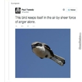 Dongs in a bird