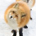 A loaf of fox