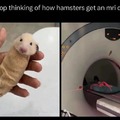Hamster MRI