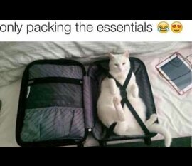 Packing the pussy - meme
