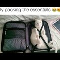 Packing the pussy