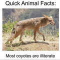 I love how this implies that there are coyotes out there that can read