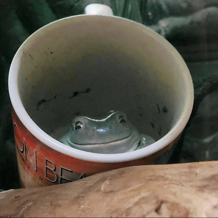 here is a picture of a smiling frog in a mug to brighten up your day :) - meme