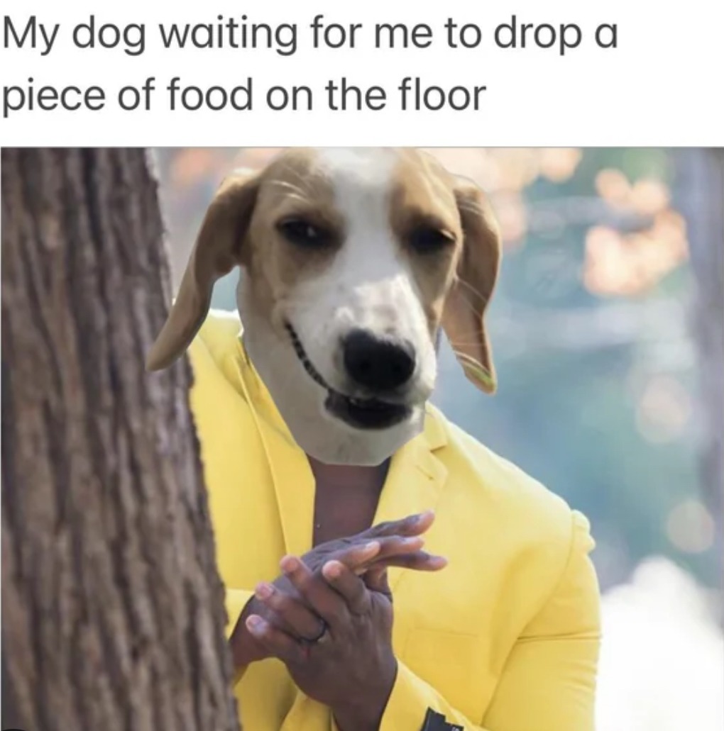 Doggo want food - meme