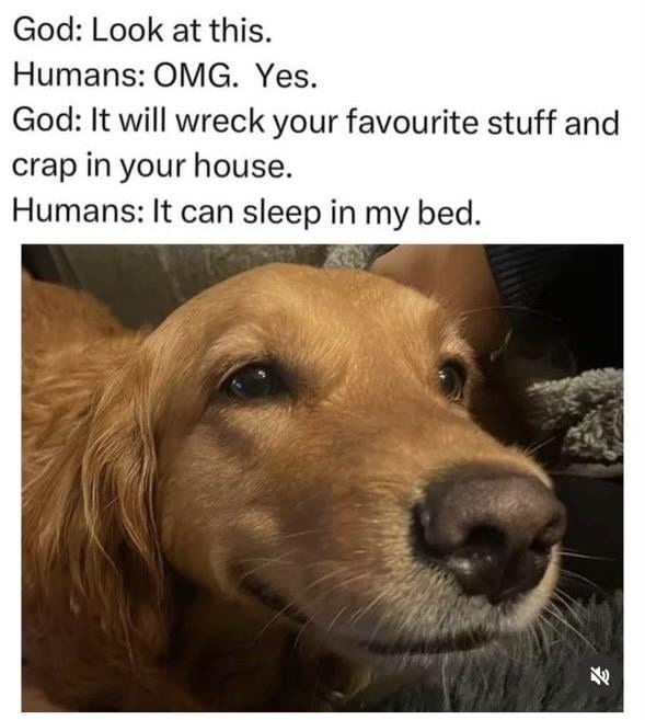 ﻿God: Look at this. Humans: OMG. Yes. God: It will wreck your favourite stuff and crap in your house: Humans: It can sleep in my bed.