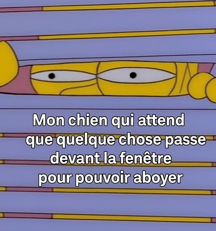 Mon chien en mode vigile 24/7 devant la fenêtre à guetter le vide - meme