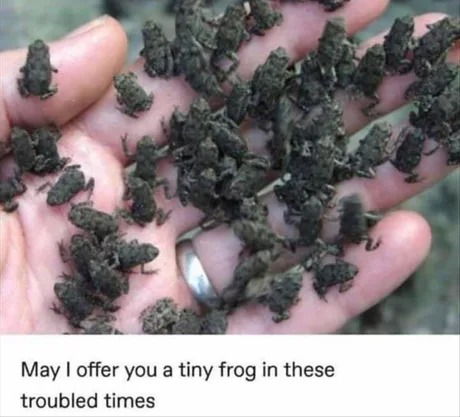 Tiny frogs for Wednesdays - meme