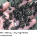 Tiny frogs for Wednesdays