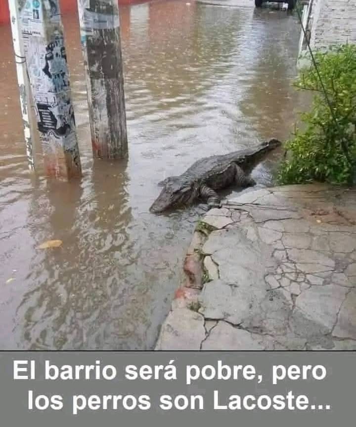 Lacoste - meme