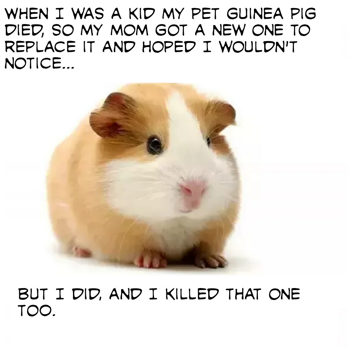 Guinea pig - meme