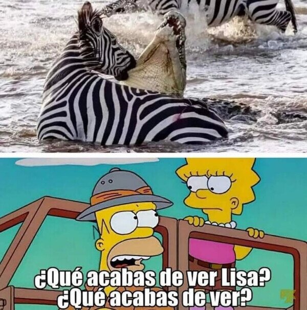 Zebra salvaje - meme