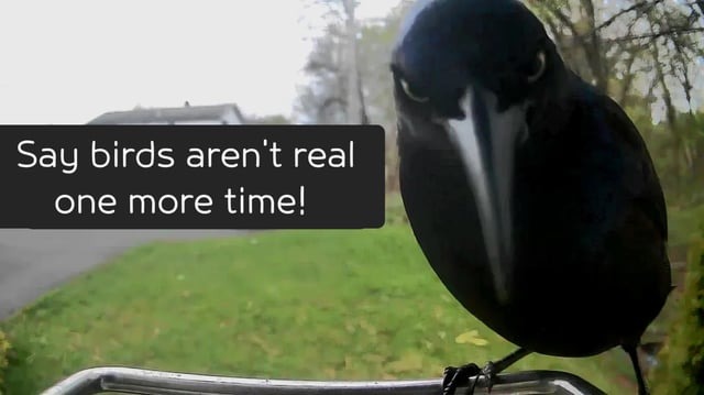 Birds are not real lol - meme