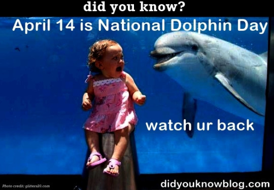 Dolphins love children too - meme