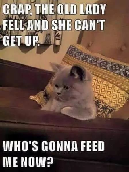 Please feed the kitty - meme