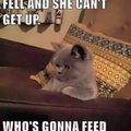 Please feed the kitty