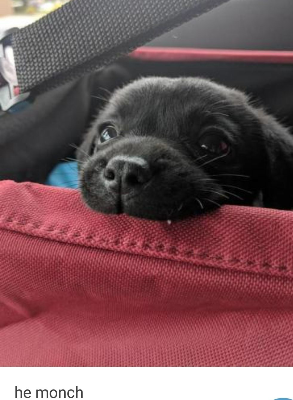 So cute - meme