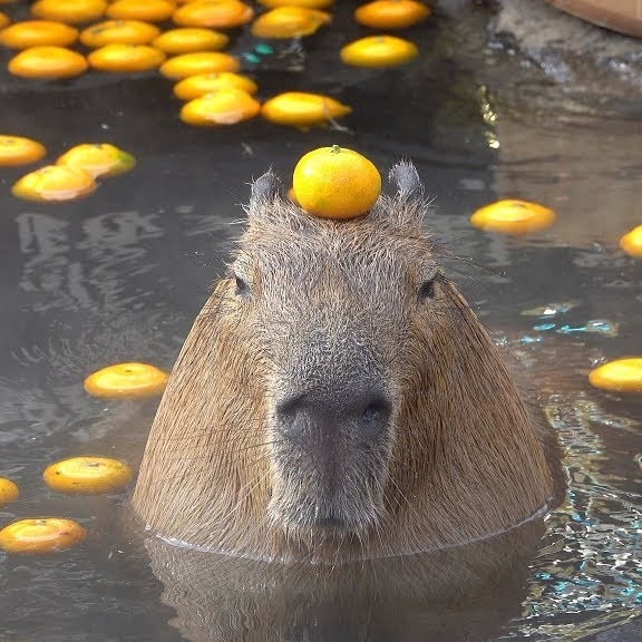 Capybara thinks you're a bitch - meme