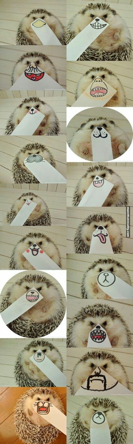 This hedgehog is looking sharp!! - meme