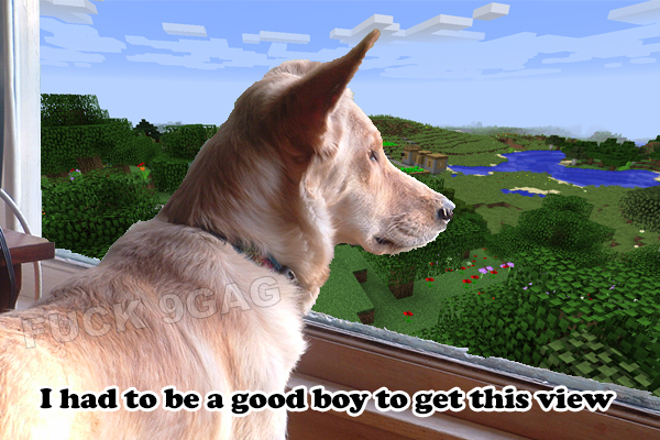 The pupper with a view - meme