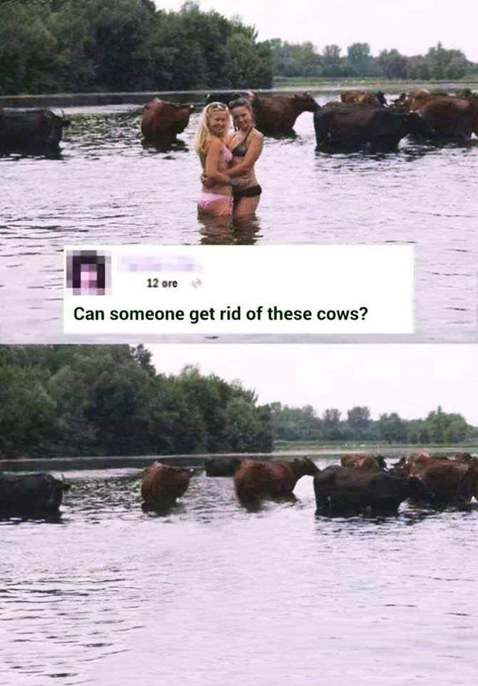 Cows - meme