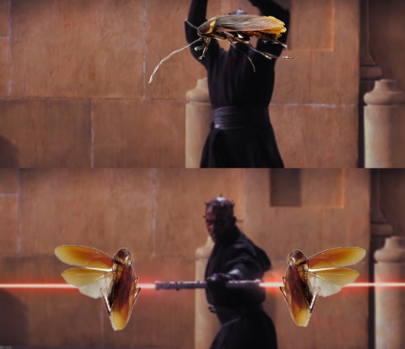 Cucarachas con alas - meme