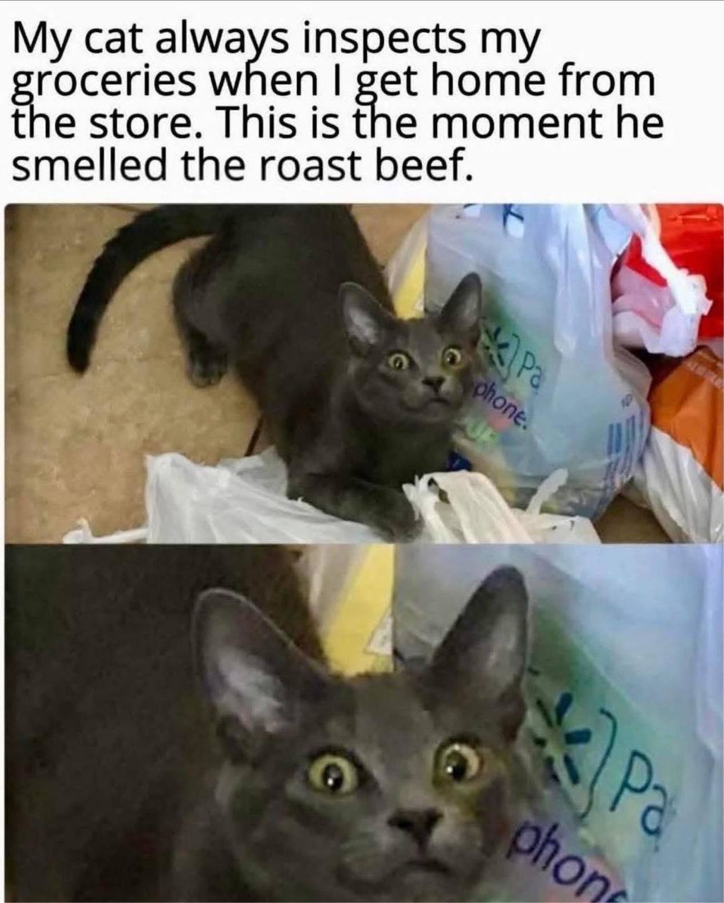 My cat smelled roast beef and entered beast mode - meme
