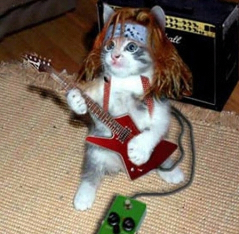 #Cat rock - meme