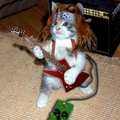 #Cat rock