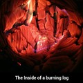 Burning log