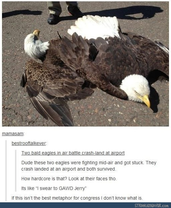 The best Eagles memes :) Memedroid