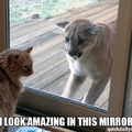 If mirrors did that for people