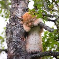 Baby lynx taking a nap on a tree