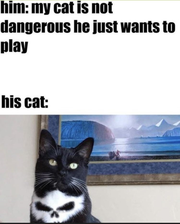 What a dangerous cat - meme