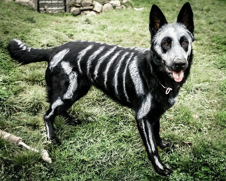 Skeleton pupper (cool idea for Halloween if you have a black dog) - meme