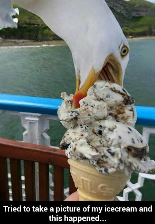 Squeeze the bird to get cream - meme