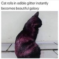 Cat Plus glitter