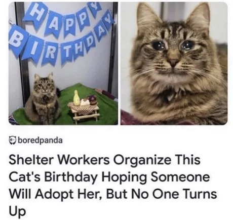Shelter workers organize this cat's birthday hoping someone will adopt her, but no one turns up - meme