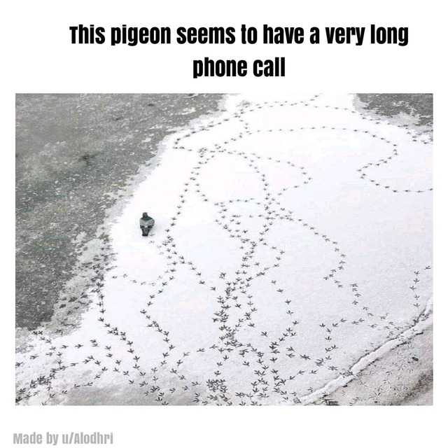 This pigeon seems to have a very long phone call - meme
